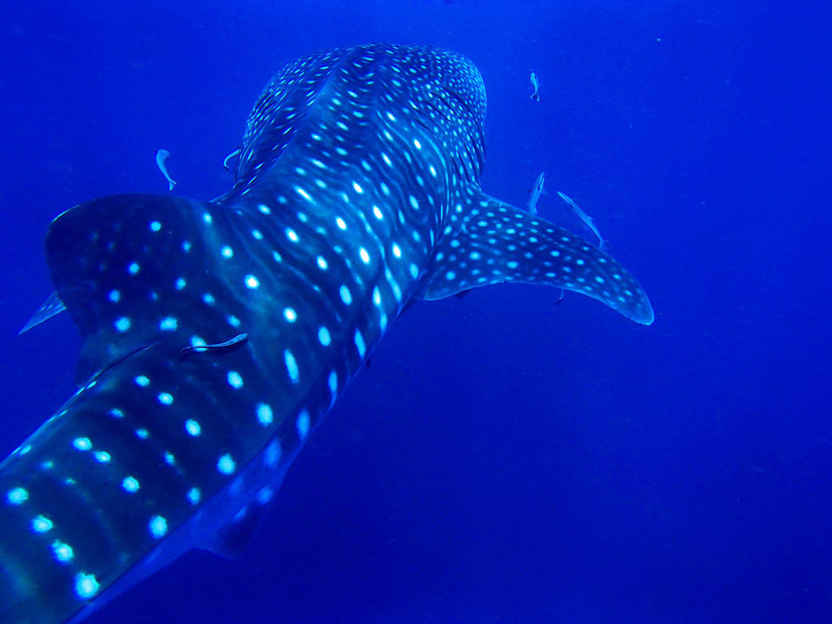 Southwest Pinnacle Koh Tao